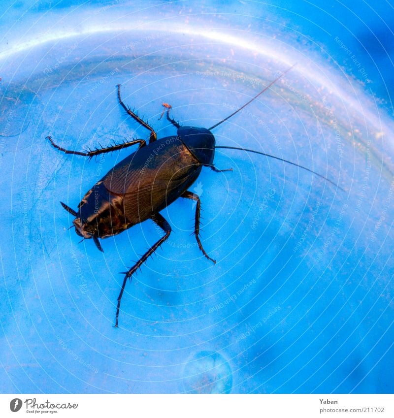 La Cucaracha (The Cockroach) - Many Versions Around The World