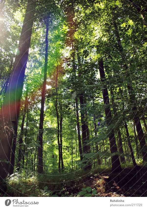 forest rainbow Environment Nature Landscape Plant Summer Climate Tree Leaf Foliage plant Forest Rainbow Green Deciduous tree Treetop Reflection Branch