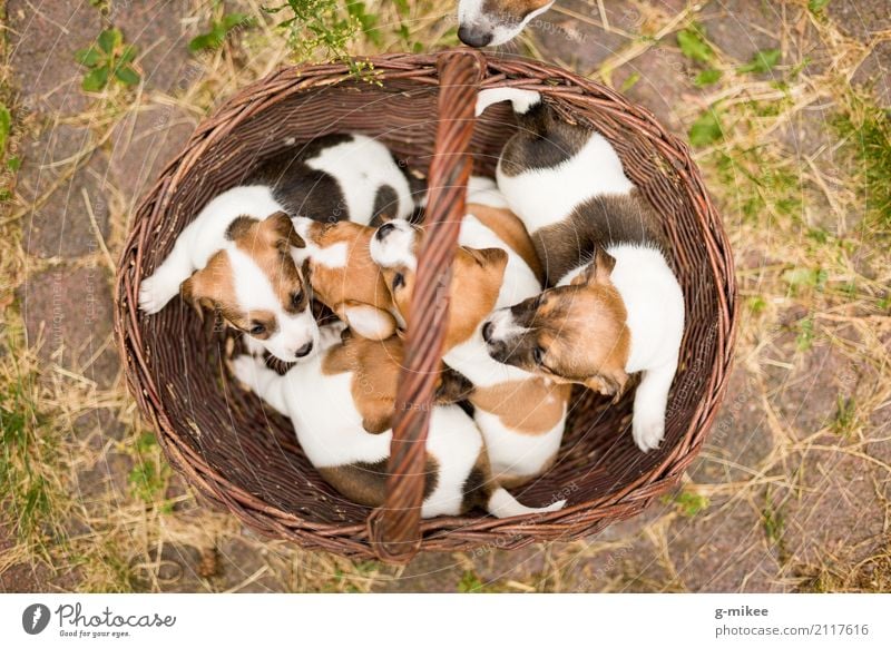 puppies Animal Pet Dog Group of animals Curiosity Cute Warm-heartedness Life Puppy Cuddling Basket Baby Jack Russell terrier Offspring Birth Colour photo
