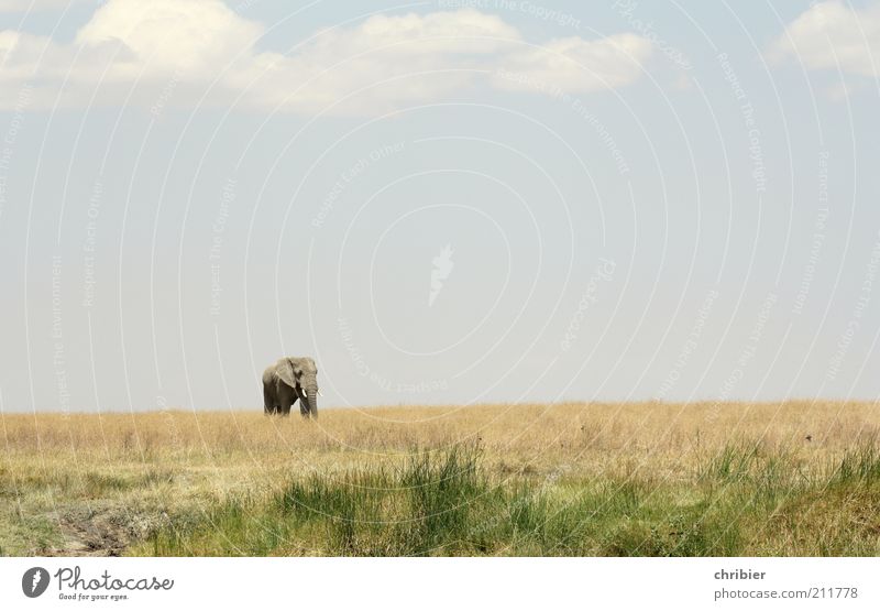 Hey, kid! Come here. Nature Landscape Sky Horizon Grass Savannah Serengeti Zoo Elephant Trunk Tusk Ivory 1 Animal Going Stand Threat Fat Far-off places Free