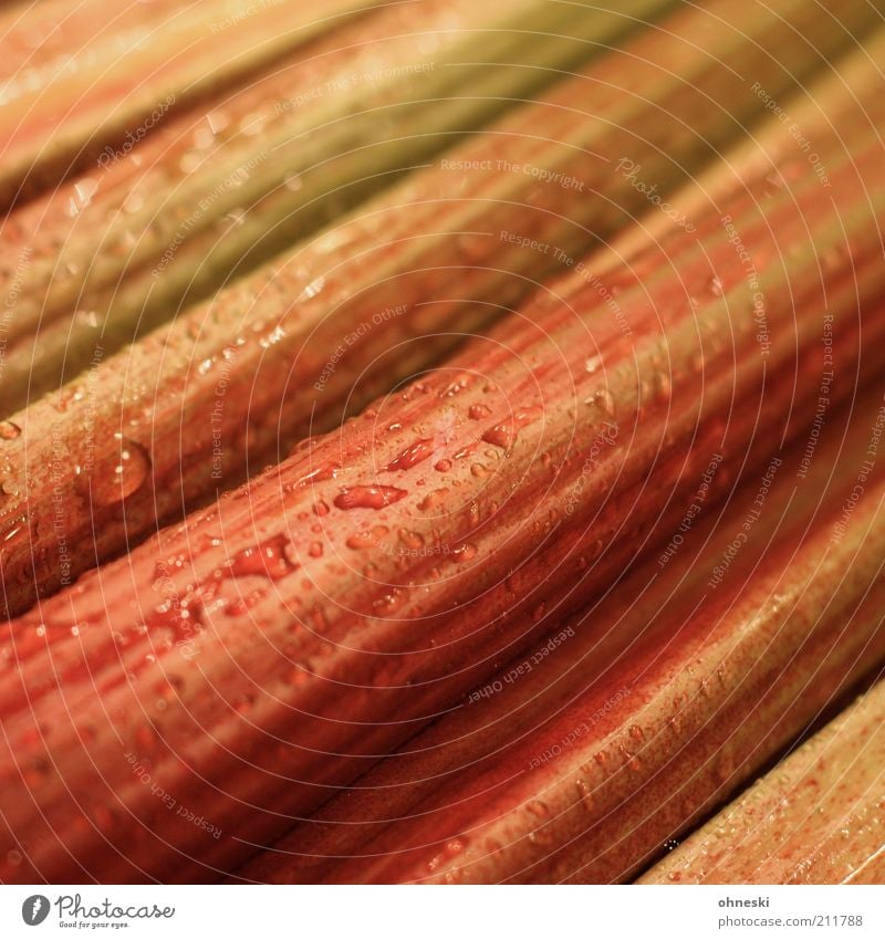 rhubarb Food Vegetable Dessert Rhubarb Nutrition Fresh Drop Drops of water Colour photo Close-up Structures and shapes Shallow depth of field Wet Damp Deserted