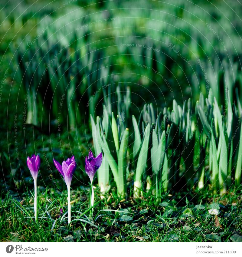 winners' rostrum Environment Nature Plant Spring Climate Blossom Garden Park Fresh Positive Green Violet Joie de vivre (Vitality) Crocus Blossoming Delicate