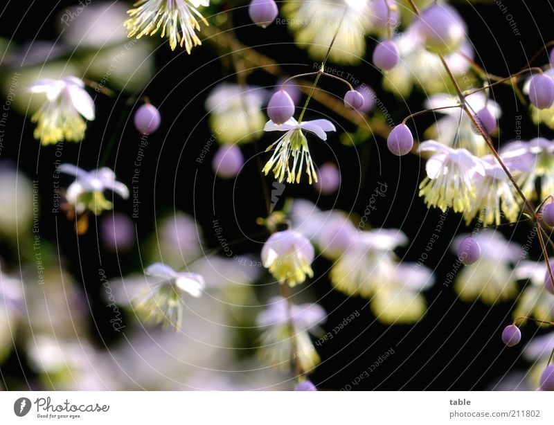 contrasts Plant Bushes Blossom Seed Blossoming Hang Growth Dark Beautiful Small Natural Round Yellow Violet Pink Black White Pollen Twigs and branches Clematis