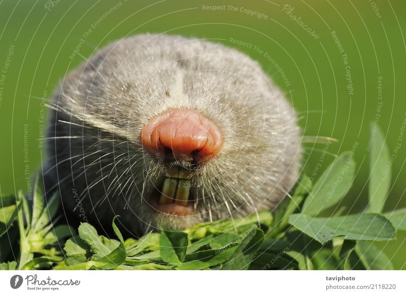 portrait of lesser mole rat - a Royalty Free Stock Photo from Photocase