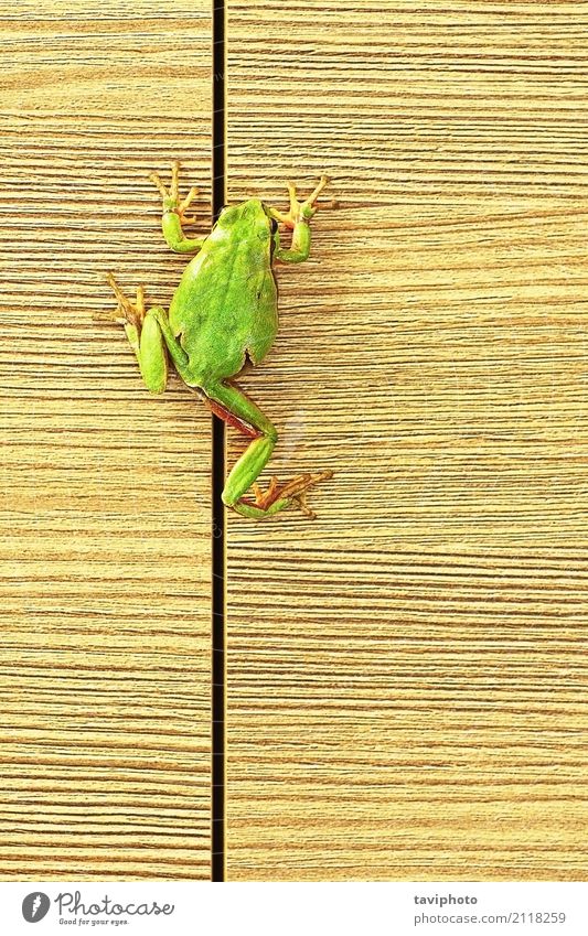 tree frog climbing on furniture Beautiful Furniture Climbing Mountaineering Environment Nature Animal Tree Forest Wood Small Natural Cute Wild Green Colour