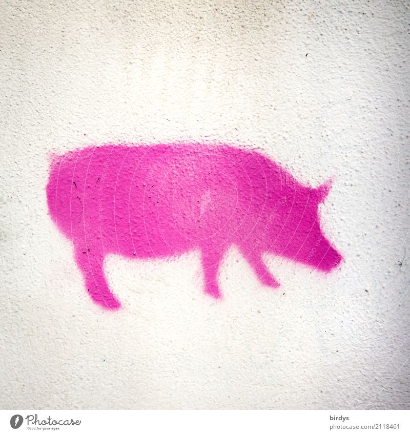 Piggy Pink Meat Nutrition Pork Overweight Medication Agriculture Forestry Farm animal Swine 1 Animal Graffiti Exceptional Exotic Friendliness Funny White