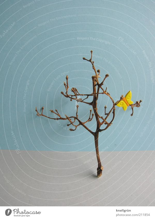 hope Plant Tree Butterfly Broken Blue Brown Yellow Gray Nature Branchage Withered Shriveled plastic butterfly Colour photo Studio shot Deserted Copy Space top