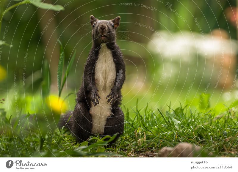 black squirrel Environment Nature Animal Spring Summer Autumn Beautiful weather Grass Garden Park Meadow Forest Wild animal Animal face Pelt Claw Paw Squirrel 1