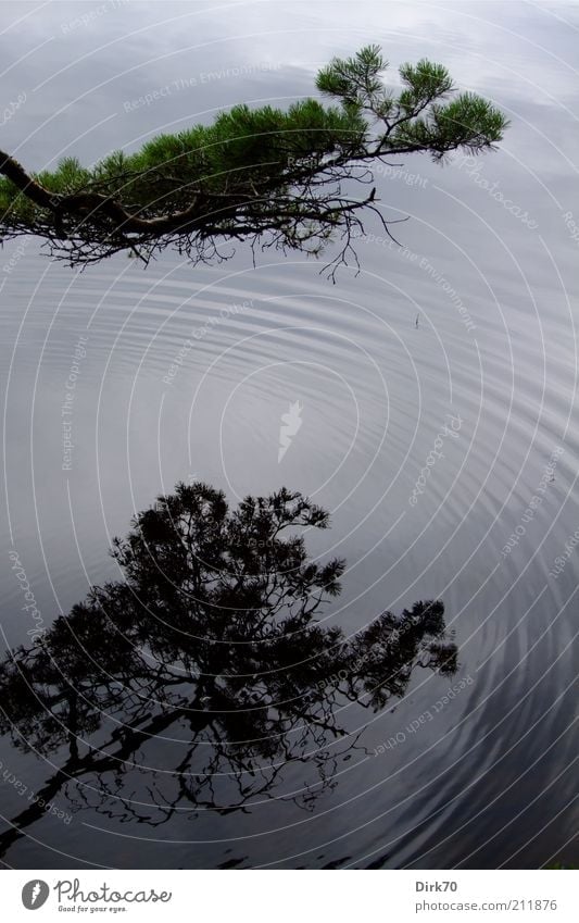 Mirror of the lake Nature Plant Summer Tree Coniferous trees Twig Branch Fir needle Waves Lakeside Sweden Circle Concentric Fluid Glittering Wet Gray Calm