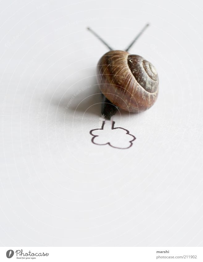 snail fart Animal Snail 1 Brown White Snail shell Small Feeler Exhaust Funny Slowly Speed Speed rush Fart Colour photo Interior shot Copy Space bottom Blur