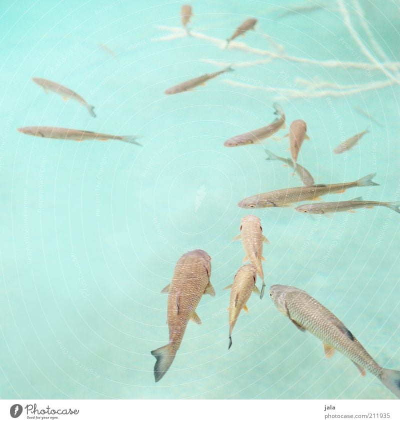 chubs Water Lake Animal Fish Group of animals Flock Turquoise Clarity Colour photo Exterior shot Deserted Neutral Background Day Shoal of fish Multiple Many
