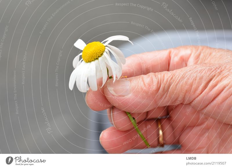 ...hold spring! Happy Healthy Care of the elderly Feminine Woman Adults Female senior Grandmother Senior citizen Life Hand 60 years and older Flower Old
