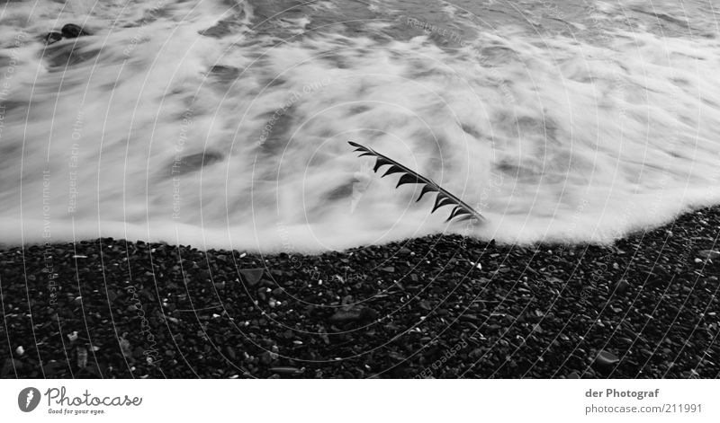 Washed away Nature Water Waves Coast Beach Feather Grief Death Pain Longing Loneliness Black & white photo Exterior shot Close-up Deserted Twilight Contrast