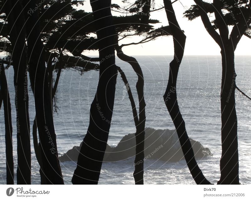 Rock in the surf Landscape Water Sunlight Summer Beautiful weather Tree Coast Pacific Ocean Rocky coastline Surf Waves Silhouette Cold Wild Humble Oppressive