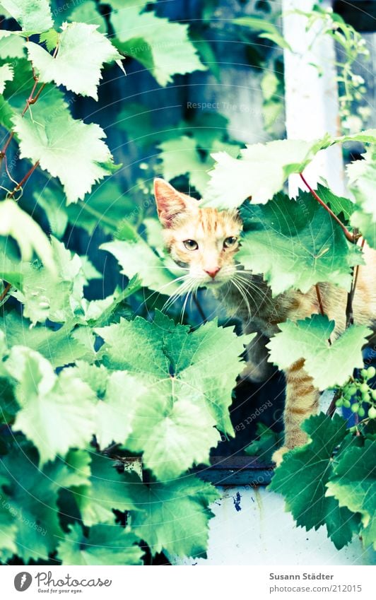 tiger camouflage Animal Wild animal Cat Observe Crouch Hunting Looking Red Leaf Climbing Captured Deerstalking Wait Tendril Kitten Watchfulness Subdued colour