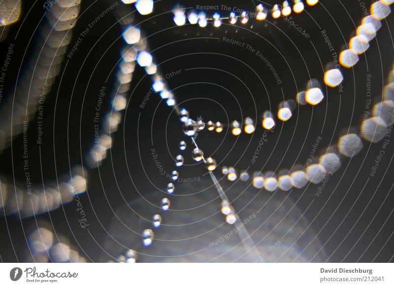 *BlingBling* chain Nature Water Drops of water Gray Silver White Chain Glittering Round Sphere Spider's web System Network Wet Damp Pearl necklace Colour photo