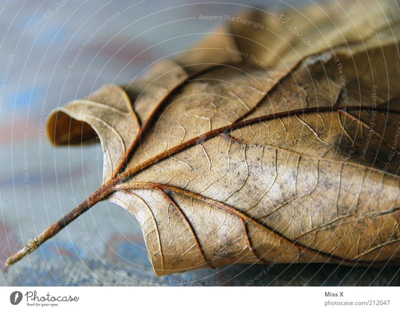veins Nature Autumn Leaf To dry up Old Dry Brown Decline Transience Rachis Autumn leaves Maple leaf Colour photo Subdued colour Interior shot Close-up Deserted