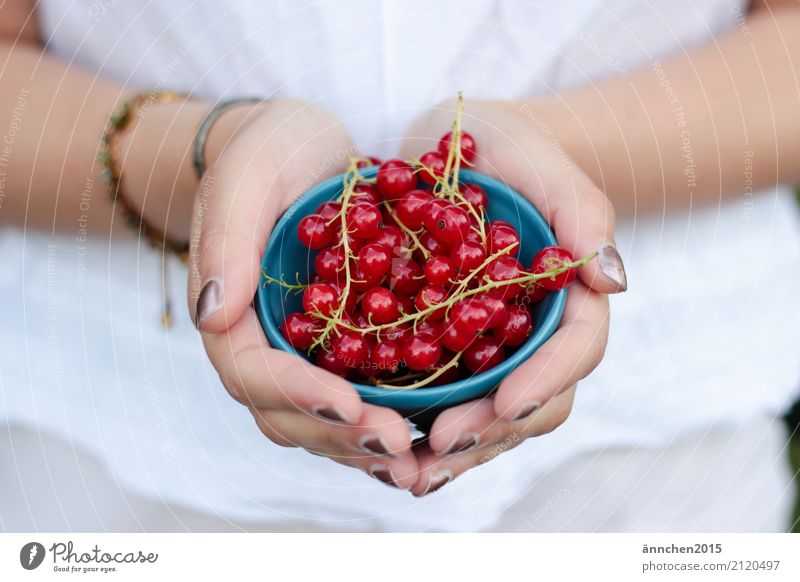 currants Redcurrant Berries Nature Summer Healthy Eating Dish Food photograph Harvest Pick amass Blue White Hand Bowl To hold on Woman Fingers
