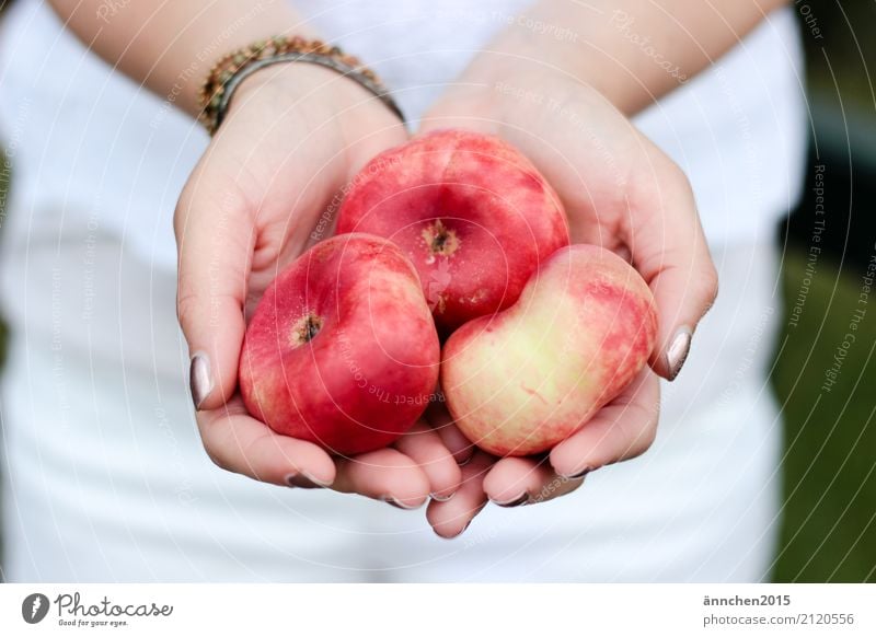 Peach I Peach tree Hand To hold on Red Yellow Stone fruit flat peach Summer Joy Healthy Eating Dish Food photograph Harvest Pick amass Process Fruit Nature