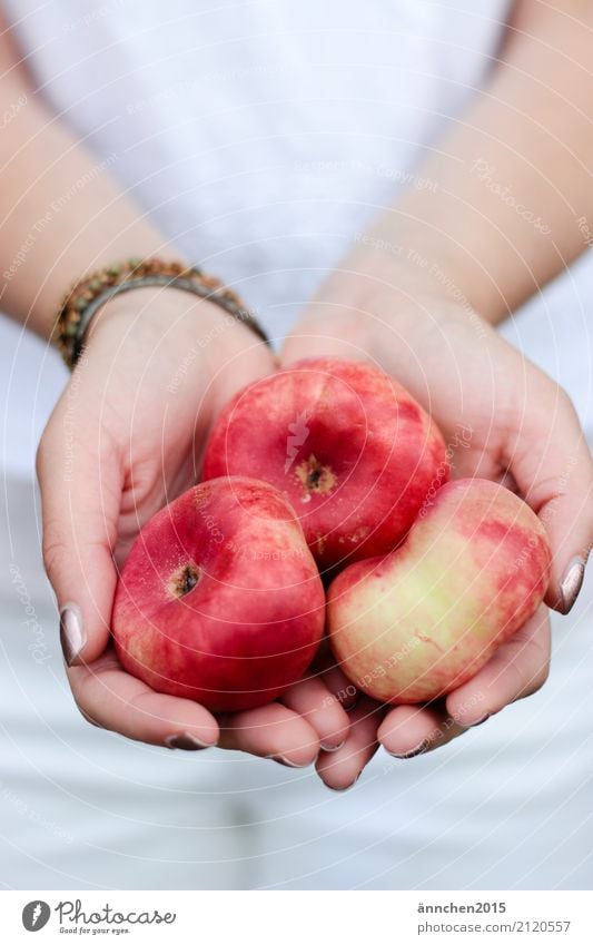 Peach II portrait format Hand To hold on Red Yellow Stone fruit flat peach Summer Joy Healthy Eating Dish Food photograph Harvest Pick amass Process Fruit