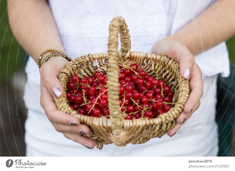 currant harvest Redcurrant reap Basket Plaited handle Hand Woman Fingers hands Nail polish White Brown Stalk fruit berry Jam do-it-yourself Summer Joy
