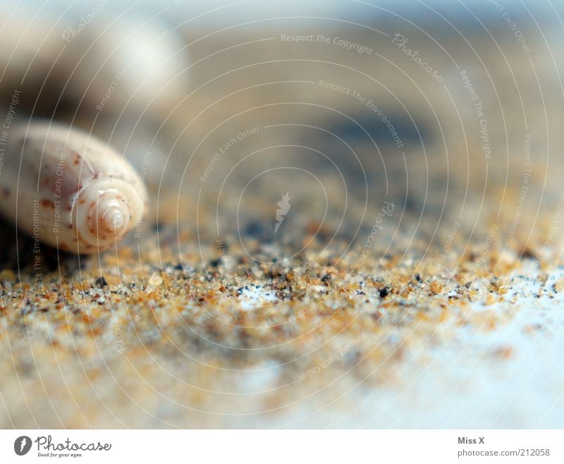 shell beach Vacation & Travel Summer Summer vacation Beach Coast Animal Snail Mussel Sand Sandy beach Mussel shell Shell sand Colour photo Subdued colour