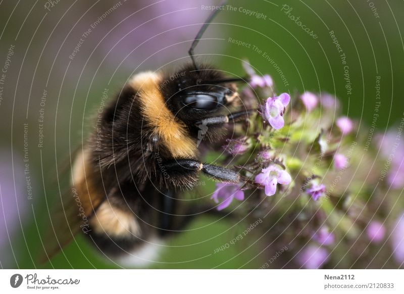 Bumblebee in happiness Environment Nature Plant Animal Summer Beautiful weather Blossom Agricultural crop Wild plant 1 Violet Bumble bee Insect Thyme