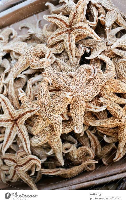 chinese medicine, dried starfish Food Seafood Asian Food Exotic Natural Brown antioxidant Edible Ingredients Organic Colour photo Close-up Detail Deserted Day