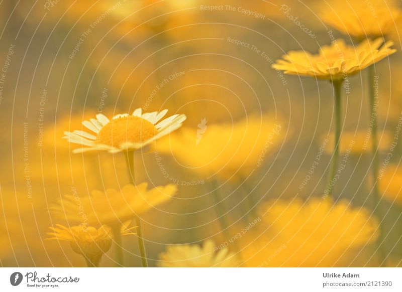 yellow Harmonious Relaxation Calm Meditation Decoration Wallpaper Birthday Nature Plant Summer Flower Blossom Dyer's camomile Camomile blossom Dyeing
