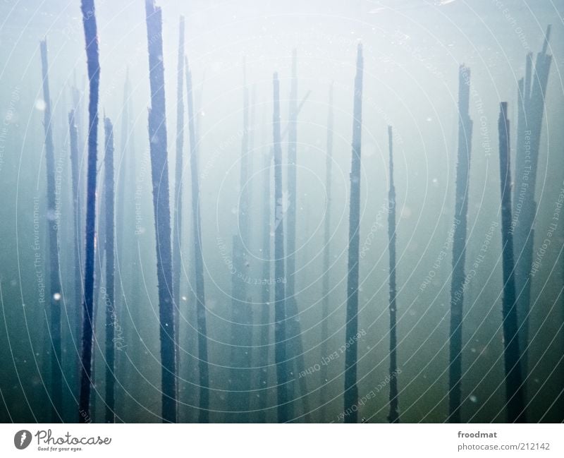 ||||| | | ||| Environment Nature Plant Elements Water Blue Common Reed Minimalistic Mystic Mysterious Underwater plant Vertical Death Broken Colour photo