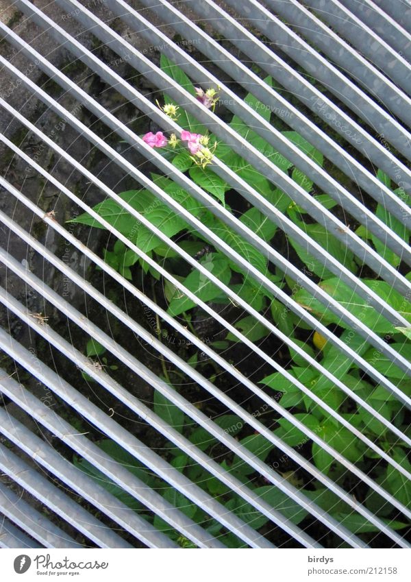 Behind bars? - Never mind! Wild plant Growth Exceptional Gray Green Pink Willpower Patient Claustrophobia Resolve Hope Symmetry Metal grid Shaft Disk Stripe