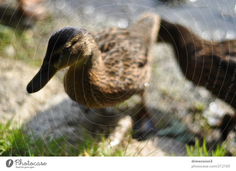 Duck (intensified) Summer Grass Animal Esthetic Exceptional Glittering Bright Near Brown Green Stand Colour photo Exterior shot Detail Contrast Sunlight