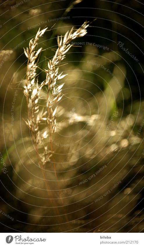 Once upon a time... Summer Grass Wild plant Faded Seed Grass blossom Blur Deserted Exterior shot Ear of corn Environment Nature Blade of grass Withered Autumnal