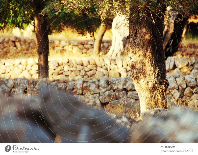 Companion. Environment Nature Landscape Plant Climate Beautiful weather Warmth Drought Esthetic Calm Withdraw Loneliness Olive tree Olive grove Plantation Spain
