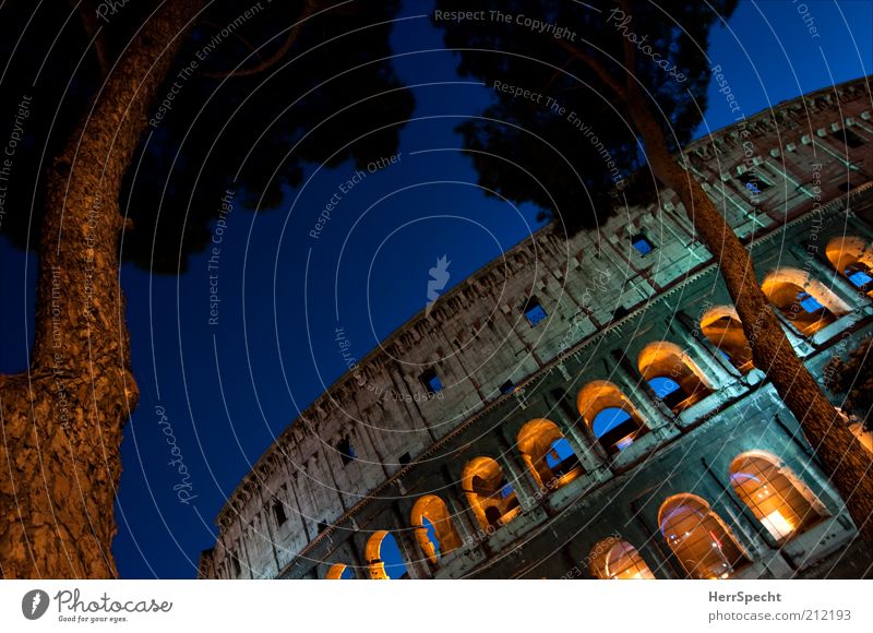 colossally Tree Rome Tourist Attraction Landmark Monument Colosseum Blue Brown Yellow Gray Twilight Dusk Tree trunk Colour photo Neutral Background Low-key