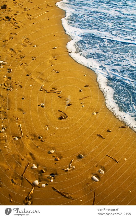 Traces in the sand Sand Water Summer Coast Beach Ocean Wet Vacation & Travel Colour photo Exterior shot Day Mussel Footprint Deserted