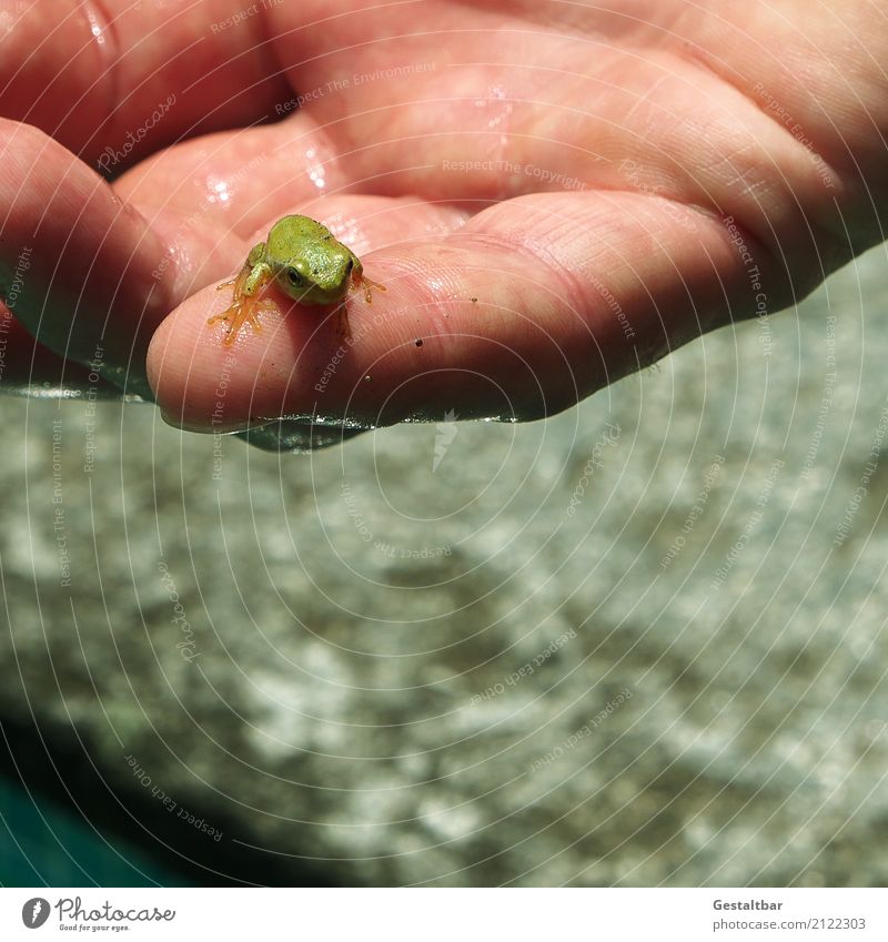Young water frog sitting on hand Summer Animal Frog 1 Baby animal Sit Love of animals Responsibility Attentive Patient Calm Colour photo Exterior shot Day