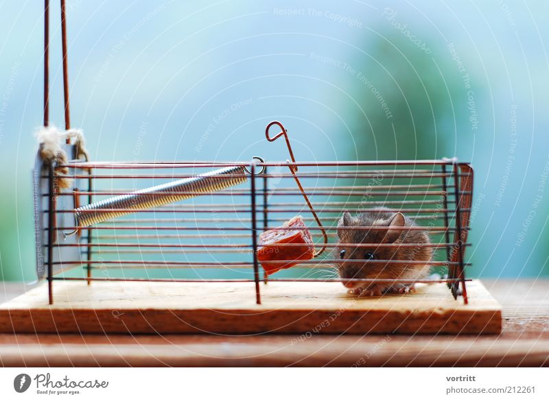 mouse hotel Sausage Nature - a Royalty Free Stock Photo from Photocase