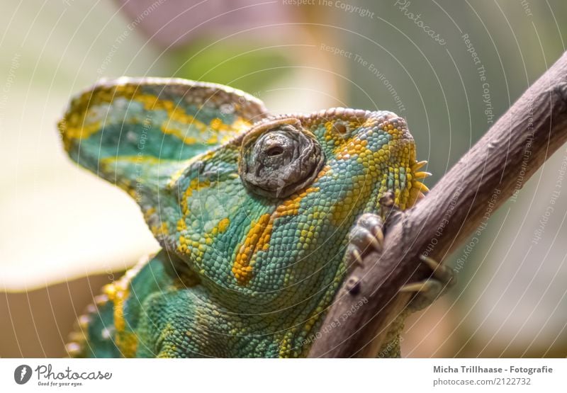 Chameleon on a branch Nature Animal Climate Plant Tree Pet Wild animal Animal face Claw Paw Saurians Reptiles Terrarium Eyes Wood Observe Relaxation Walking Lie