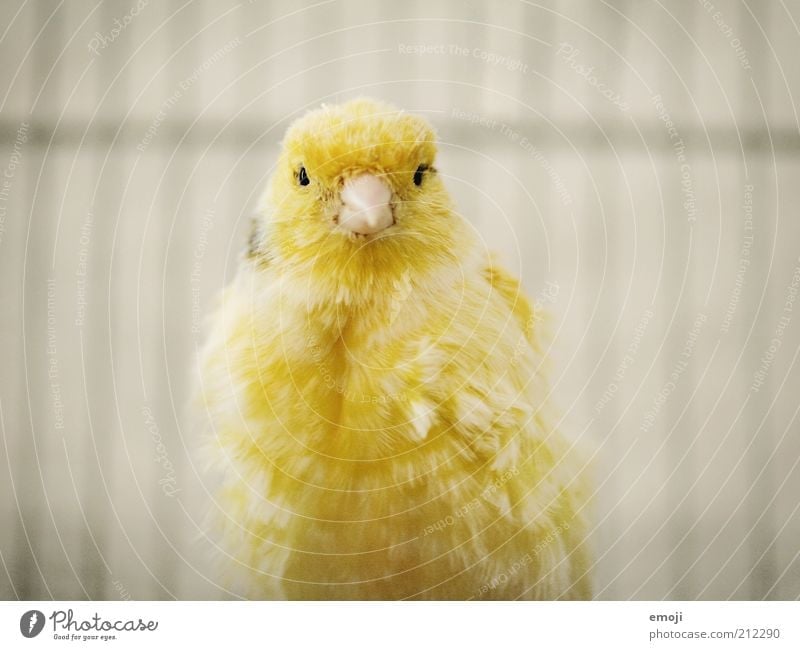 beeping bug Animal Pet Bird 1 Soft Yellow Canary bird Beak Cage Feather Colour photo Looking Looking into the camera Forward Animal portrait Bright Shadow
