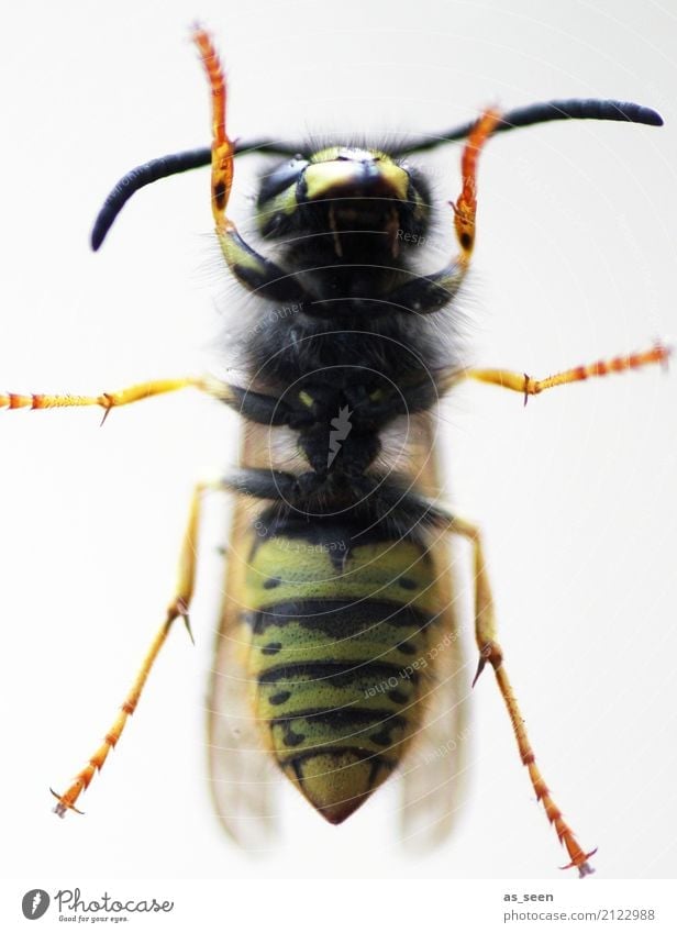 wasp Nature Summer Warmth Animal Wing Wasps Insect 1 Crawl Aggression Authentic Point Yellow Orange Black Grouchy Fear Pain Striped Waist Insect bite