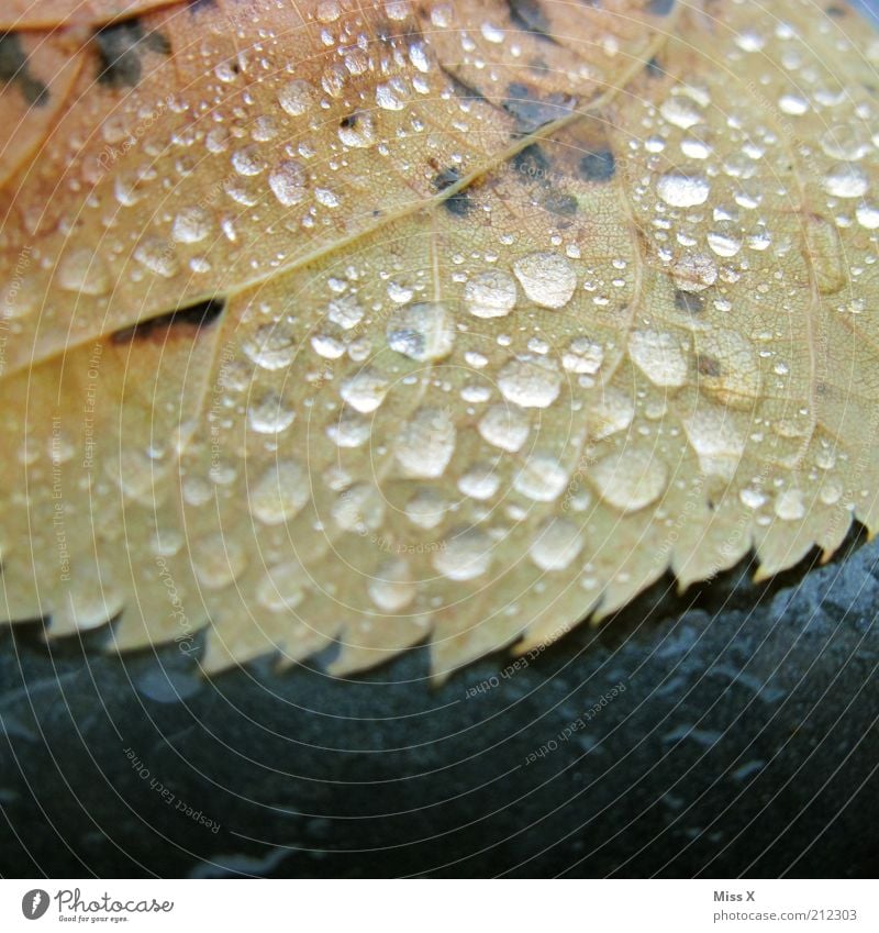 autumn Water Drops of water Autumn Climate Climate change Bad weather Storm Rain Leaf Cold Wet Moody Transience Rachis Autumnal Autumn leaves Prongs