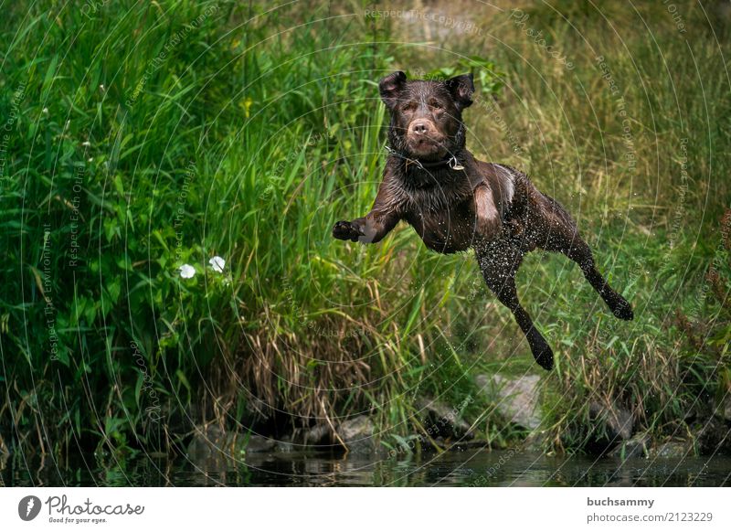 Jump into the water Water Drops of water Animal Pet Dog 1 Wet Brown port Labrador retriever Action Flying Colour photo Exterior shot Day Shallow depth of field