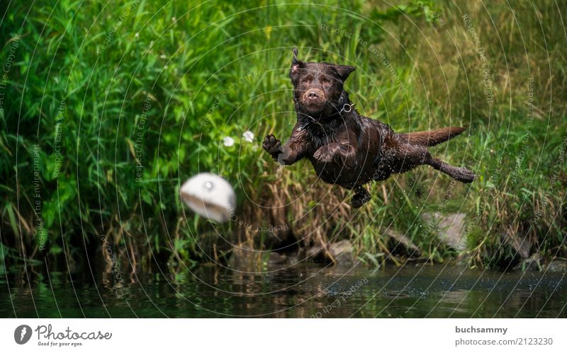 free flight Water Drops of water Grass Animal Pet Dog 1 Jump Wet Brown Green port Labrador retriever Action Flying Colour photo Exterior shot Deserted
