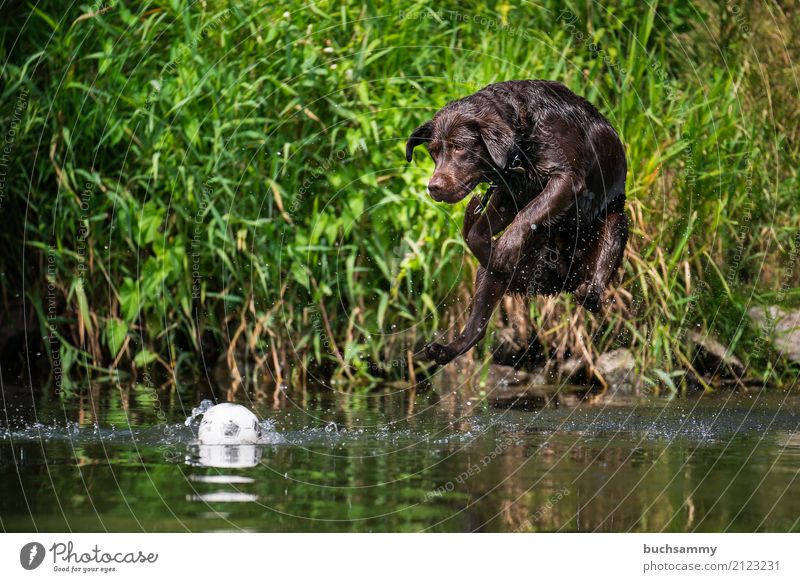 Aim in the eye Water Drops of water Animal Pet Dog 1 Jump Wet Brown port Labrador retriever Action Flying Colour photo Exterior shot Copy Space bottom Day
