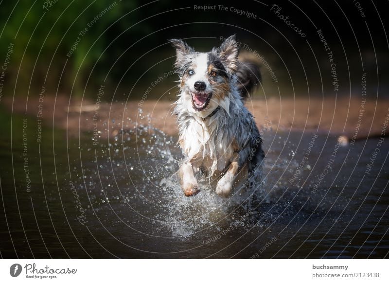 Australian Shepherd in water Nature Water Drops of water Animal Pet Dog 1 Adventure eyes blue merle Purebred Mammal Action Two-tone Running Colour photo