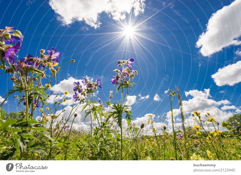 flower meadow Summer Sun Nature Landscape Plant Animal Sky Clouds Sunlight Weather Warmth Tree Flower Grass Blossom Foliage plant Meadow Blue Yellow Green White