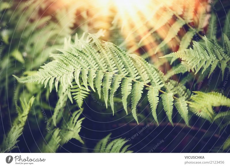 Fern leaves with sunrays Design Far-off places Summer Nature Plant Sunrise Sunset Beautiful weather Foliage plant Forest Virgin forest Fern leaf Tropical