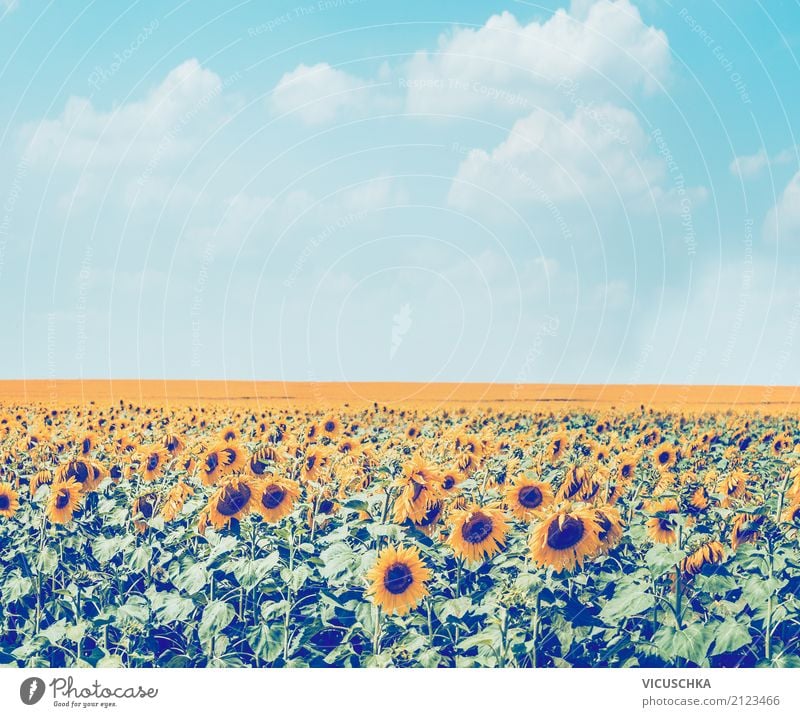 Sunflowers field in the sky background Lifestyle Summer Nature Landscape Plant Beautiful weather Flower Blossom Agricultural crop Meadow Field Retro Yellow
