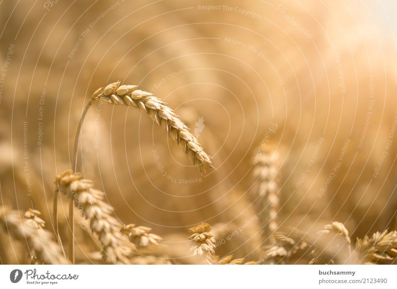 cornfield Grain Nutrition Sun Plant Warmth Field Yellow Harvest Rye Wheat Rural Ear of corn Colour photo Subdued colour Exterior shot Deserted Copy Space right
